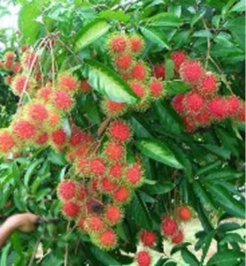 Malaysian Rambutan Tree - রামবুটান